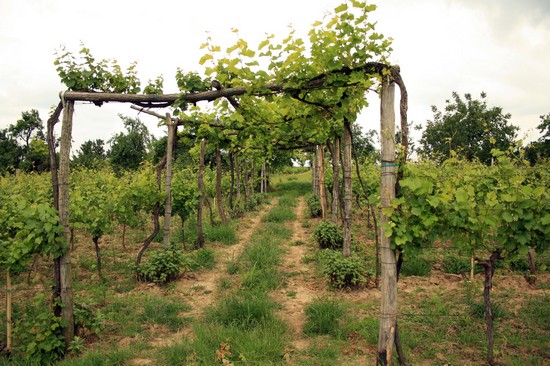 vineyard