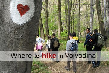 Group of hikers hike trough Fruska gora