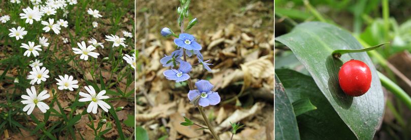 White, blue and red flowers on Fruska gora.