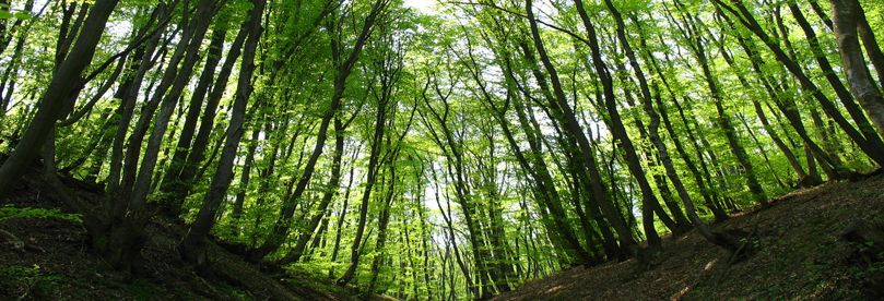 Forest of Fruska gora.