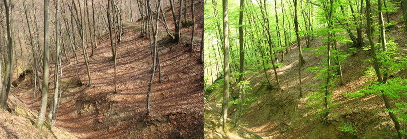 Defrences between trees during the spring and autumn on Fruska gora.