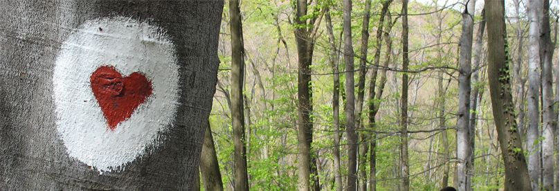 Heart as a tree mark for hikers