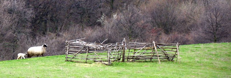 Sheeps on the meadow of Fruska gora.