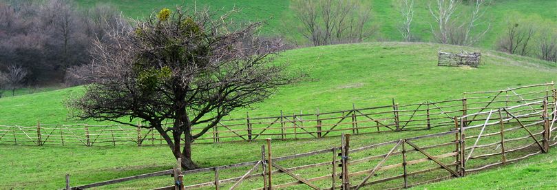 Lonely tree on the meadow of Fruska gora.