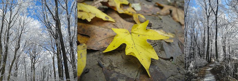 Deferences of tree during the autumn and winter on Fruska gora.