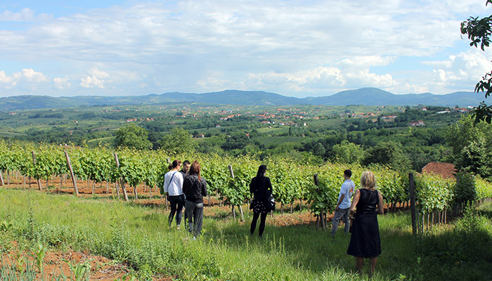 People are watching vine in vineyard and listening stories about sumadian wines.