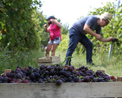 Vinska tura na Fruškoj Gori